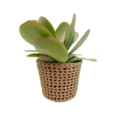 Suculenta Kalanchoe en Maceta tejida a crochet - comprar online