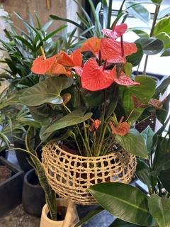 Anthurium Importados - comprar online