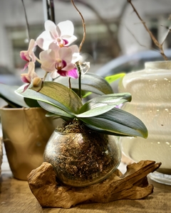 Orquídea en recipiente de Vidrio con base de Madera de Indonesia