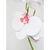 115607-H.ORQUIDEA TOQUE REAL X7 1,05 - comprar online