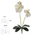 116957-H.ORQUIDEA PHALAENOPSIS C/ FOLHA REAL TOQUE X6