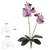 117873-H.ORQUIDEA PHALAENOPSIS REAL TOQUE C/ FOLHA X4