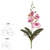 117571 - 1H.ORQUIDEA PHALAENOPSIS REAL TOQUE C/FOLHA X 4