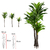 43922-001 - 117082 A.DRACENA REAL TOQUE X92 (VERDE) 2M