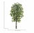 00366-001 - 43270 - A FICUS X1008 VERDE 210CM