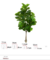 47378-001 A Ficus Lyrata Real Toque X82