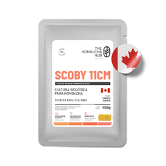 Scoby de kombucha Canadense + Starter, Scoby Tonica Kombucha, Scoby Canadense, Matriz de Kombucha Canadense, The Kombucha Hub.