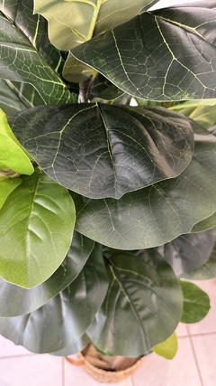 Ficus Pandurata - comprar online