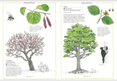 Inventario ilustrado de los árboles en internet