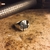 Anillo 2 Iniciales (Plata) - comprar online