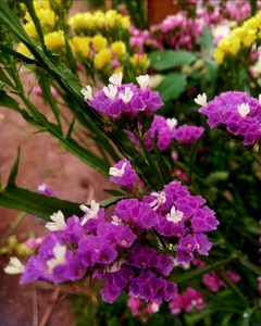 Ramo de Flores Preservadas Grande - Mi Lugar Deco