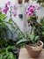 orquidea phalaenopsis