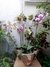 Imagen de orquidea phalaenopsis