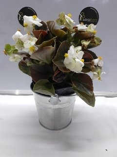Begonia Flor de azucar