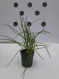 Plantin cebolla de verdeo M12