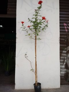 Bignonia capensis (TECOMARIA) E 4lts ALT 150/180 cm