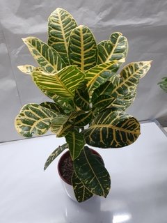 Croton Petra M15