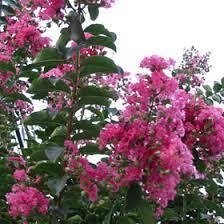 Crespón-Lagerstroemia Indica 210/250cm