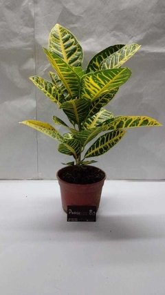 Croton Petra M15 - comprar online