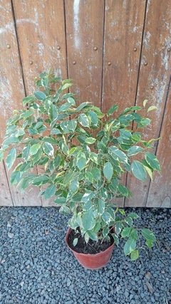 Ficus benjamina variegado 3lts