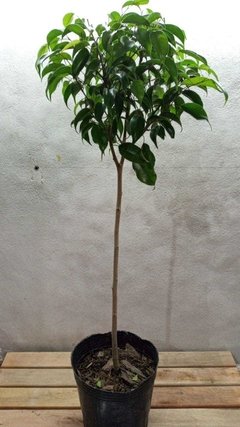 Ficus topiario bocha 3lts
