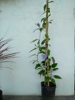 Thunbergia grandiflora 3lts