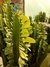 Euphorbia trigona Maceta N°13