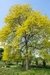 Acacia negra dorada (Gleditsia "Sumburst") - comprar online