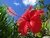 Hibiscus (rosa china)