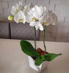 Bela Orquídea Phalaenopsis - comprar online