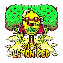 Sur Genetics - Super Lemon Red - Fotoperiódicas-Feminizadas