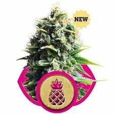 Royal Queen Seed - Pineapple Kush x3 Femenizada