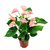 Anthurium Andraeanum rojo/rosa/blanco m11 - comprar online
