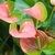 Anthurium Andraeanum rojo/rosa/blanco m11