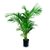 Areca1 - comprar online