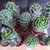 Cereus Jamacaru Spiralis "CACTUS ESPIRAL" - M15 - comprar online