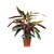 Calathea Stromnte Tricolor - M21 - comprar online