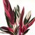 Calathea Stromnte Tricolor - M21 en internet