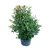 Eugenia Myrtifolia "COLUMNAR" - comprar online