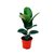 Ficus Elastica Rubra "GOMERO RUBRA" - 4L - comprar online