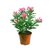 Nerium Oleander "LAUREL DE FLOR" - comprar online