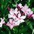 Nerium Oleander "LAUREL DE FLOR"