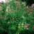 Nerium Oleander "LAUREL DE FLOR" en internet