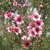 Leptospermum Scoparium - Rojo /rosado - 3L