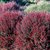 Leptospermum Scoparium - Rojo /rosado - 3L en internet