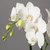 Orquídea Phalaenopsis "ORQUIDEA MARIPOSA" - 1 vara y dos varas - M14. vatios colores disponibles. en internet