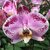 Orquídea Phalaenopsis "ORQUIDEA MARIPOSA" - 1 vara y dos varas - M14. vatios colores disponibles. - comprar online