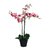 Orquídea Phalaenopsis "ORQUIDEA MARIPOSA" - 1 vara y dos varas - M14. vatios colores disponibles. - tienda online