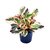 Peperomia Clusiifolia - Tricolor - M12 - comprar online