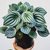 Peperomia Sandersii "PEPEROMIA SANDRIA" - M15 en internet